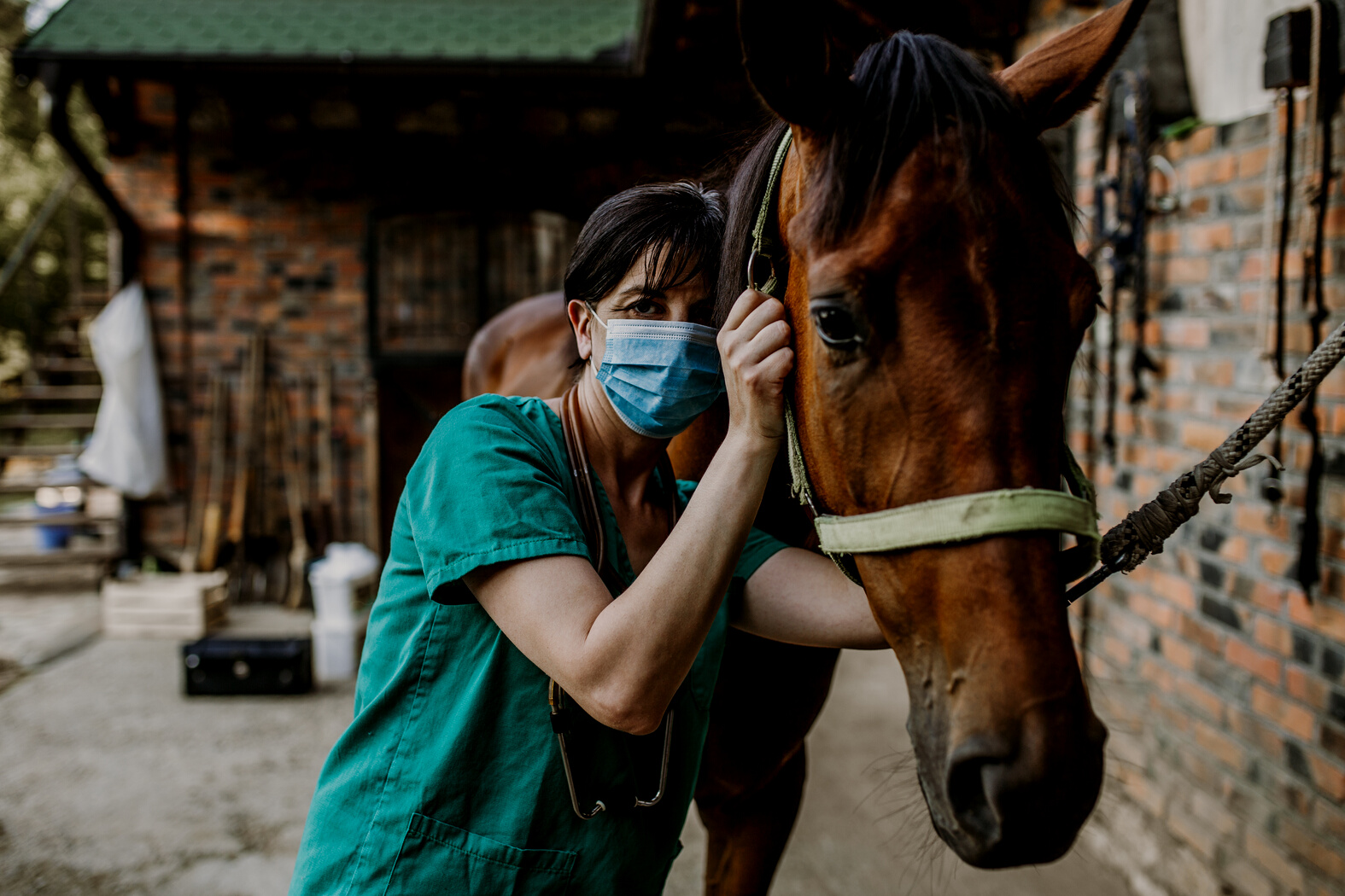 Horse and veterinary
